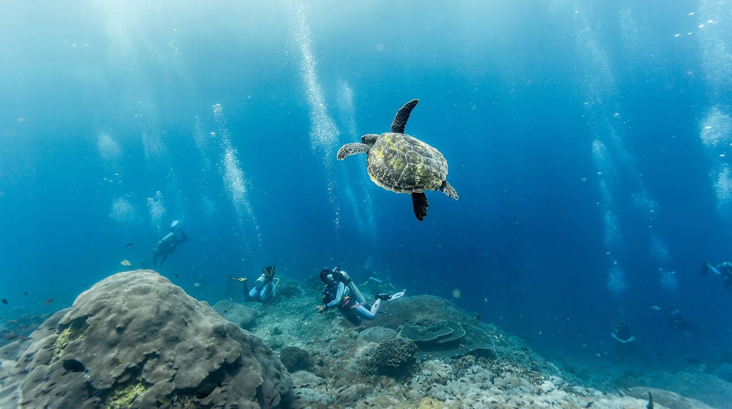 Blue Corner Dive — PADI 5 Star IDC & Eco Centre, Nusa Lembongan & Nusa Penida