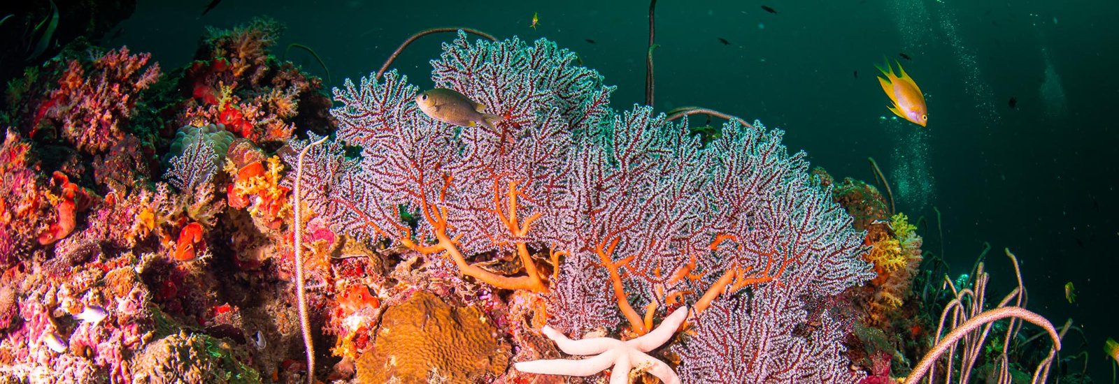Blue Planet Divers — Koh Lanta SSI Diamond Dive Center