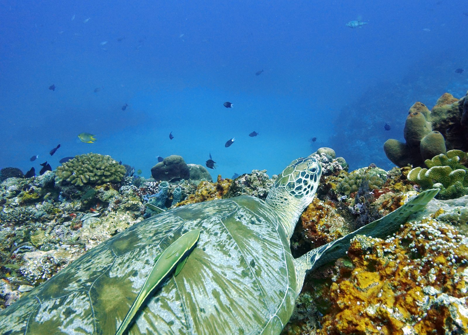 Lutwala Dive — PADI 5 Star IDC Resort with Beachfront Bungalows on Gili Trawangan's Quiet North Coast