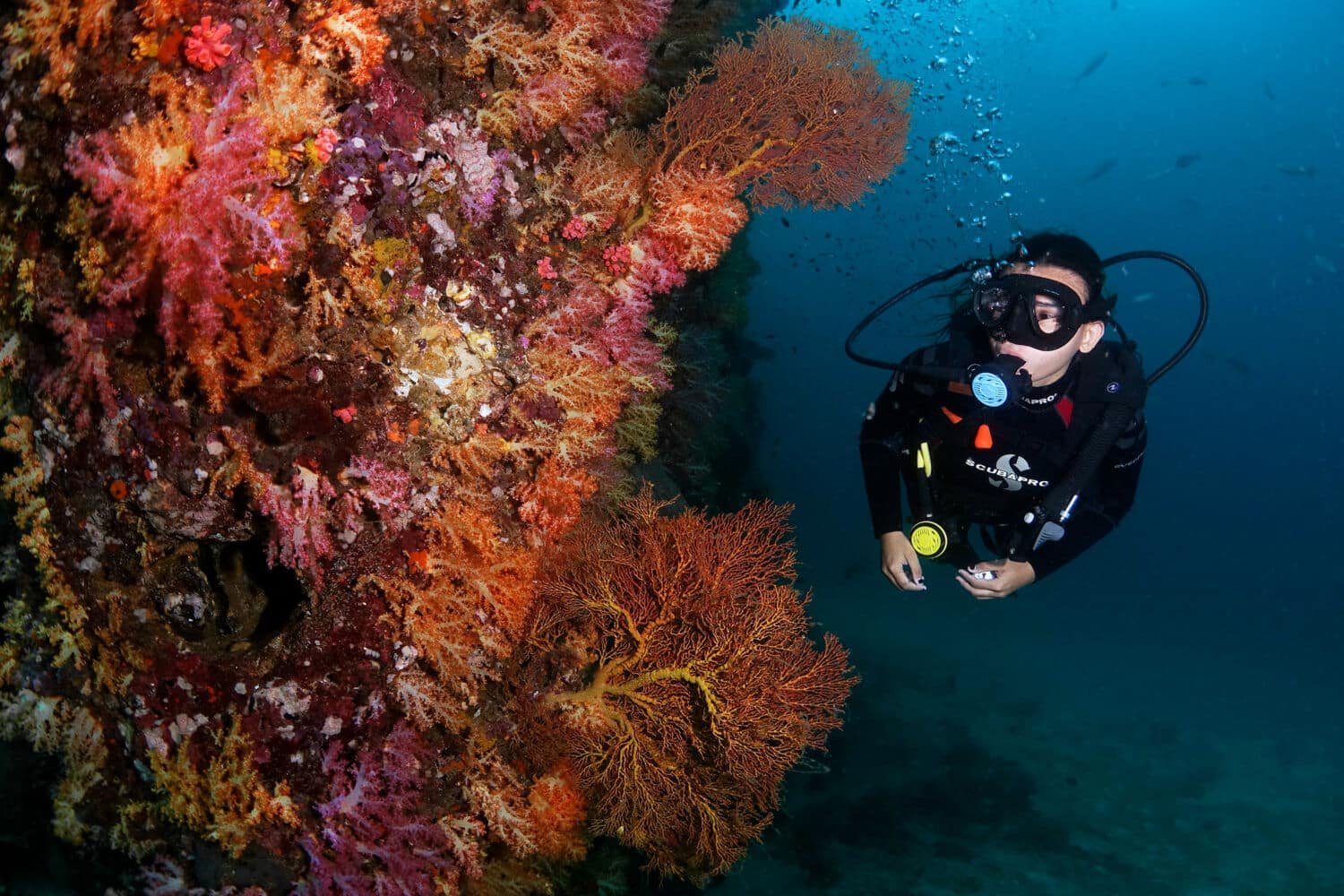 Phoenix Divers — Koh Lanta PADI 5 Star IDC Centre