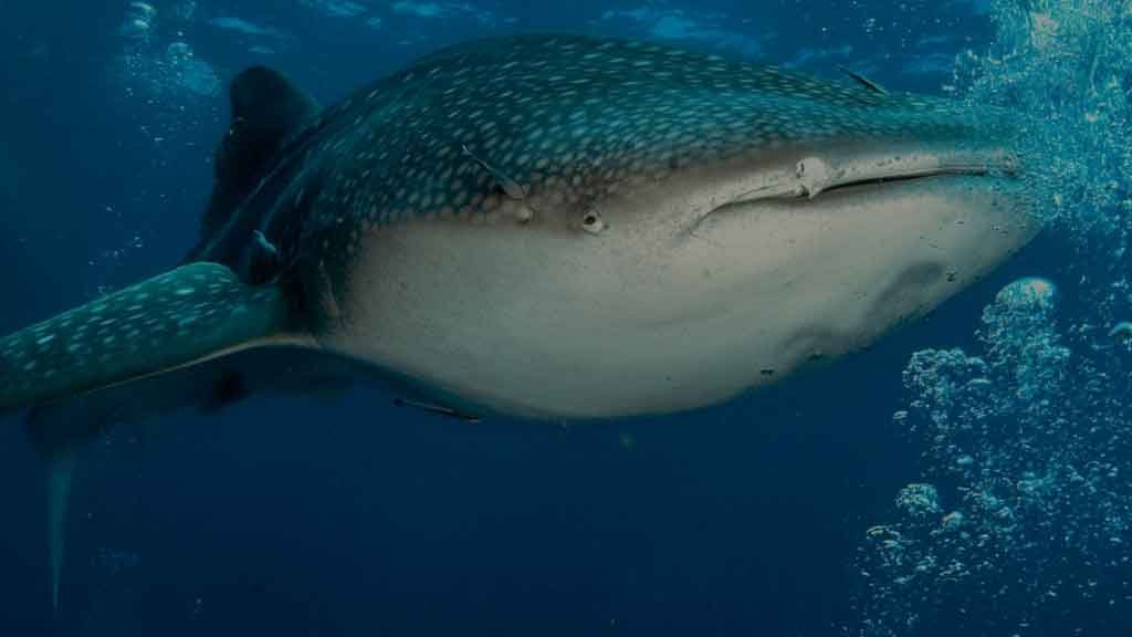 Sea Bees Diving — Phuket dive centre with Similan day trips