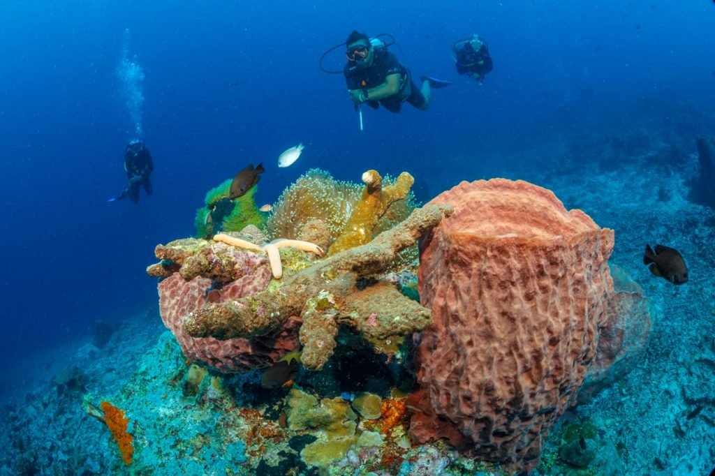 Thalassa Dive Resort Manado — PADI Dive Resort for Bunaken Marine Park, with a Sister Resort in Lembeh