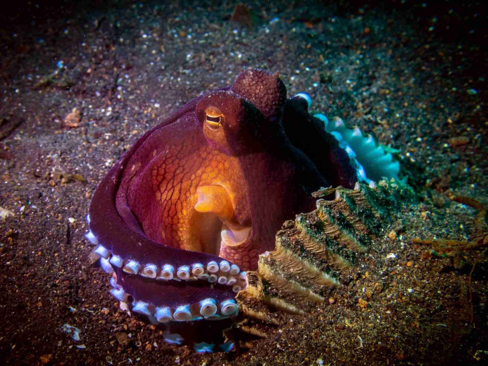 Two Fish Divers Lembeh — Small PADI 5 Star Dive Resort on a Private Beach in the Lembeh Strait